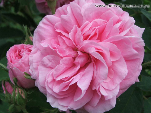 rosa_centifolia-foto2.jpg