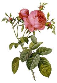 rosa_centifolia_botanica