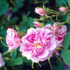 rosa_centifolia_foto.jpg